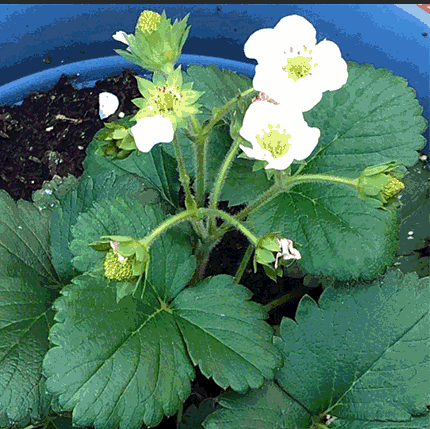 learning to garden